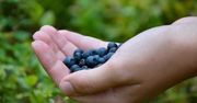 Ruszył sezon na borówki amerykańskie. Ceny powalają