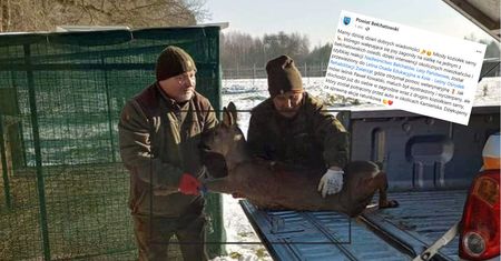 Doszedł do ściany. Pomogli leśnicy