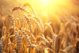 Zboża - właściwości pszenicy, jęczmienia, owsa, żyta i innych zbóż