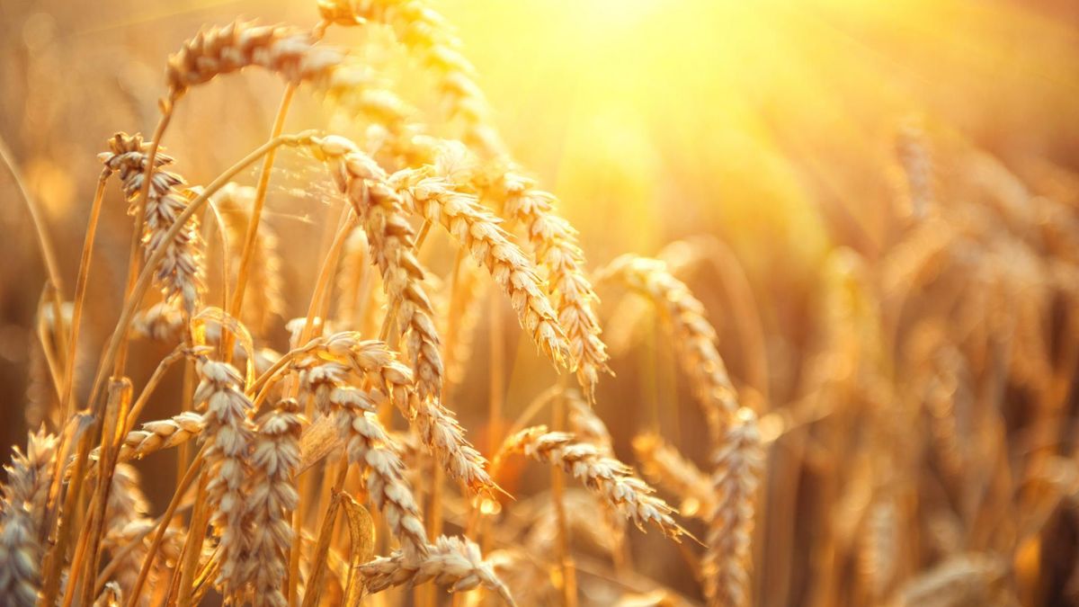 Zboża są podstawowym składnikiem pożywienia wielu kultur
