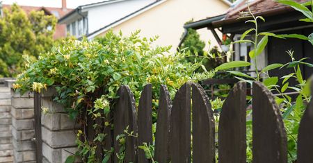 Stawiasz ogrodzenie na działce? Lepiej sprawdź obowiązujące przepisy