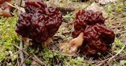 Są silnie trujące i do złudzenia przypominają smardze. Trzymaj się od nich z daleka