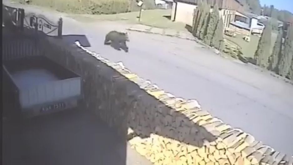 Niedźwiedź w Zagórzu