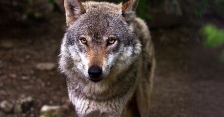 Wilki grasują w Wielkopolsce. Gmina ostrzega
