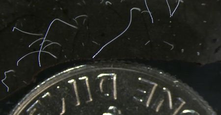 Imponująca bakteria. Prawdziwa perła w świecie mikrobów