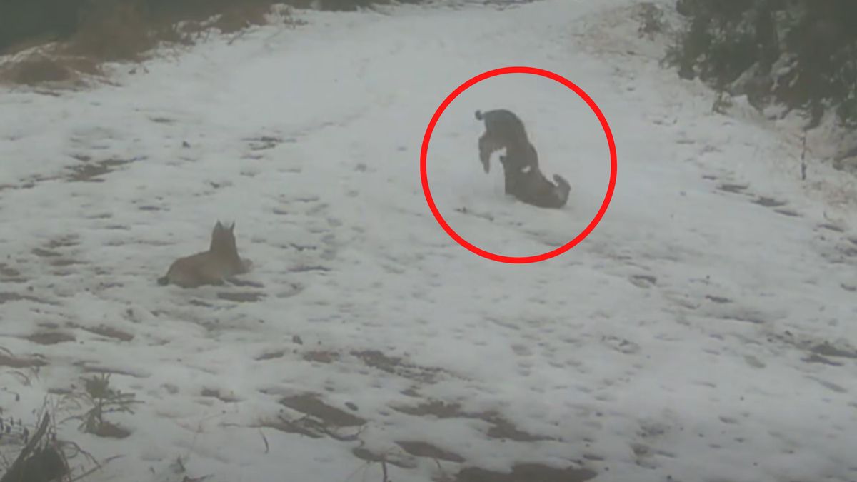 Hitowe nagranie z lasu.