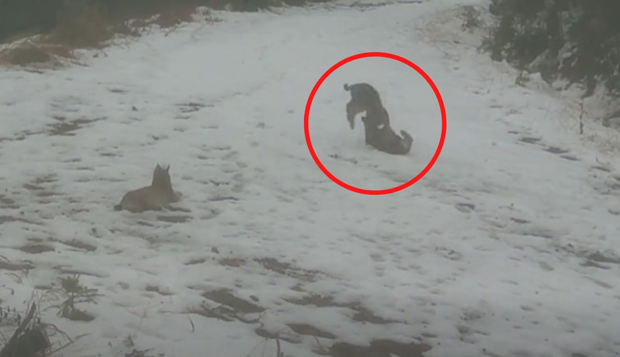 Prawdziwy hit. Rysie przyłapane. Spójrzcie, co robiły