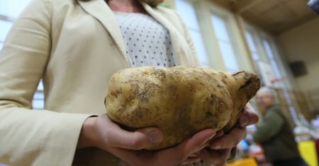Największa pyra w Polsce. Ale bulwa!