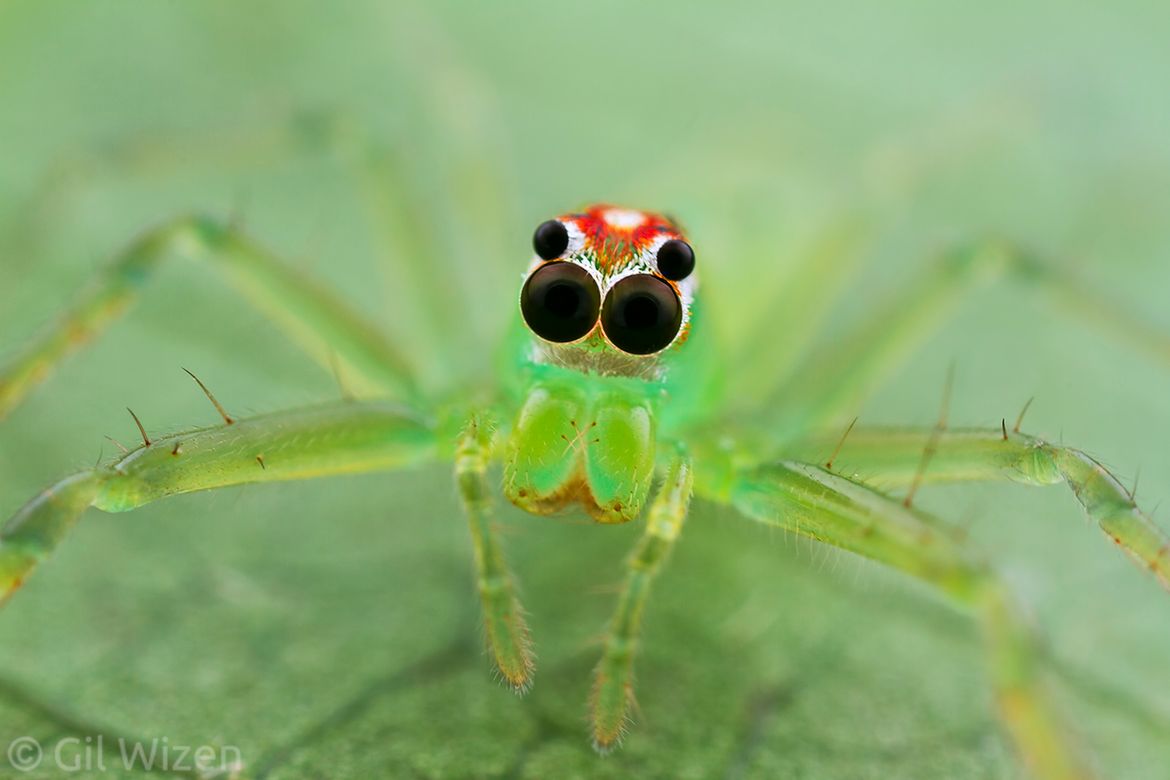Laowa 25 mm f/2.8 2.5-5x Ultra Macro - zdjęcia przykładowe i cena 9