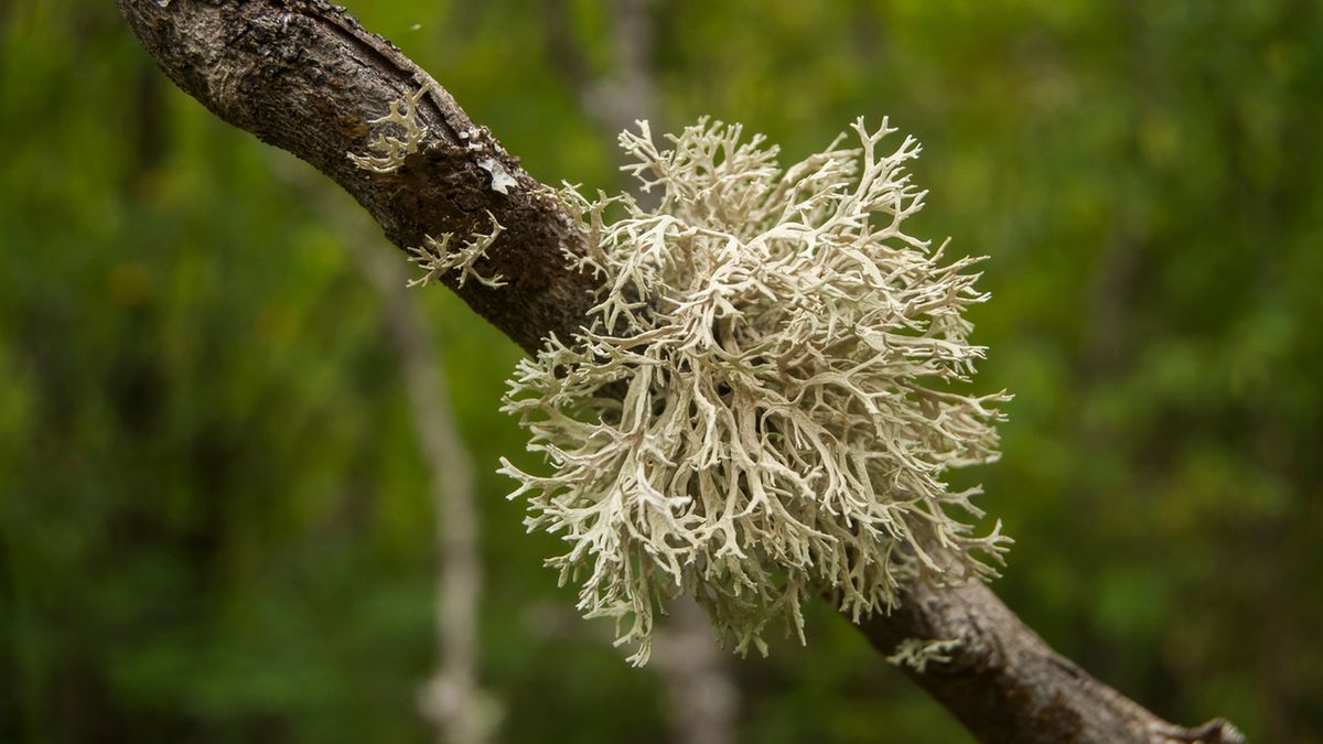 Porost islandzki to gatunek grzyba, który wykazuje właściwości bakteriostatyczne, nawilżające, przeciwzapalne i antyoksydacyjne.