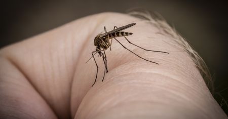 Ludzie uwielbiają, komary nie znoszą. Warto umieścić na tarasie