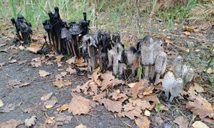 Ujęcie z lasu. Rosły jeden przy drugim. Leśnik aż przystanął