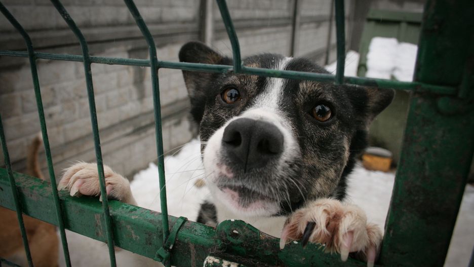 Schroniska wstrzymują adopcję przed świętami