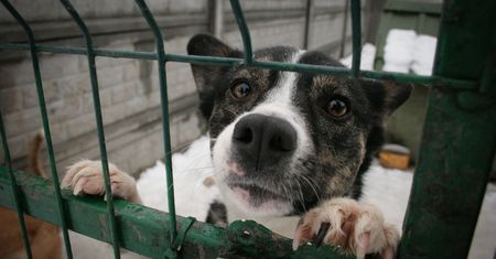 Zamknęli schroniska. Pracownica mówi, co się dzieje