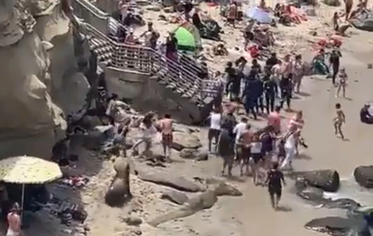 Odpoczywali spokojnie na plaży. Nagle lwy morskie ruszyły w ich stronę [WIDEO]