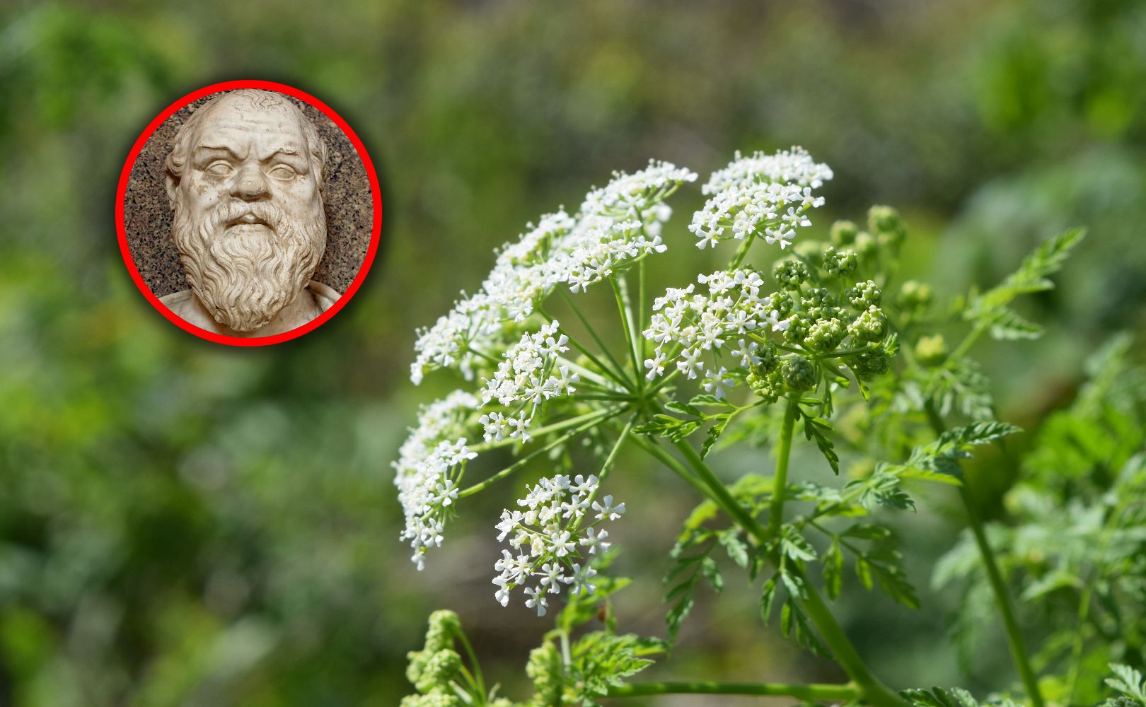 Wybór Sokratesa. Tak działa ta niebezpieczna roślina