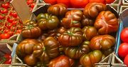 Zaskakują kolorem i nazwą. Czekoladowe pomidory robią furorę
