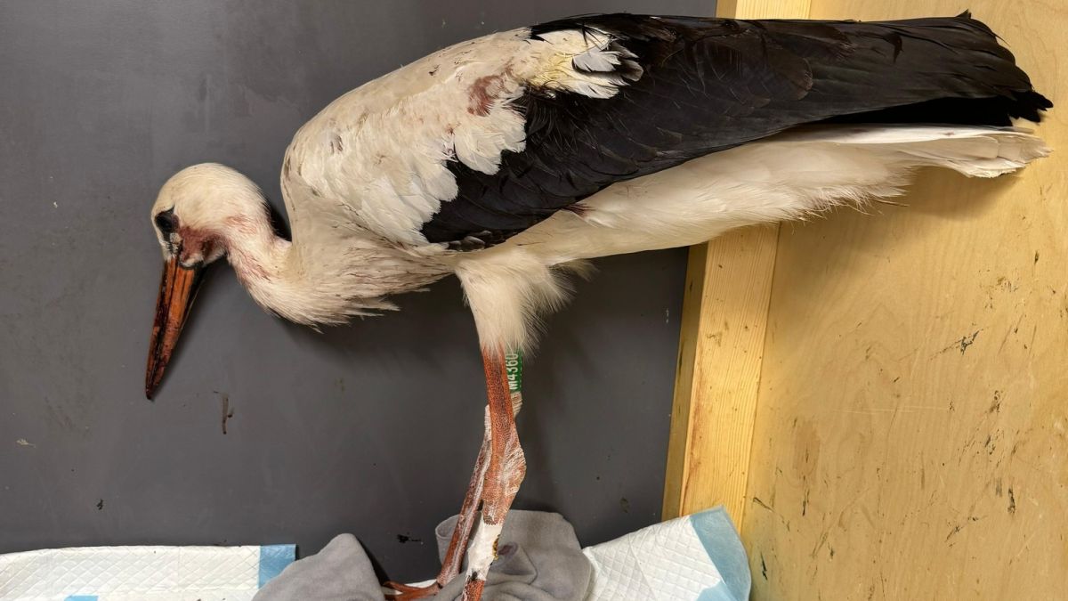 Bocian został postrzelony w dwóch miejscach