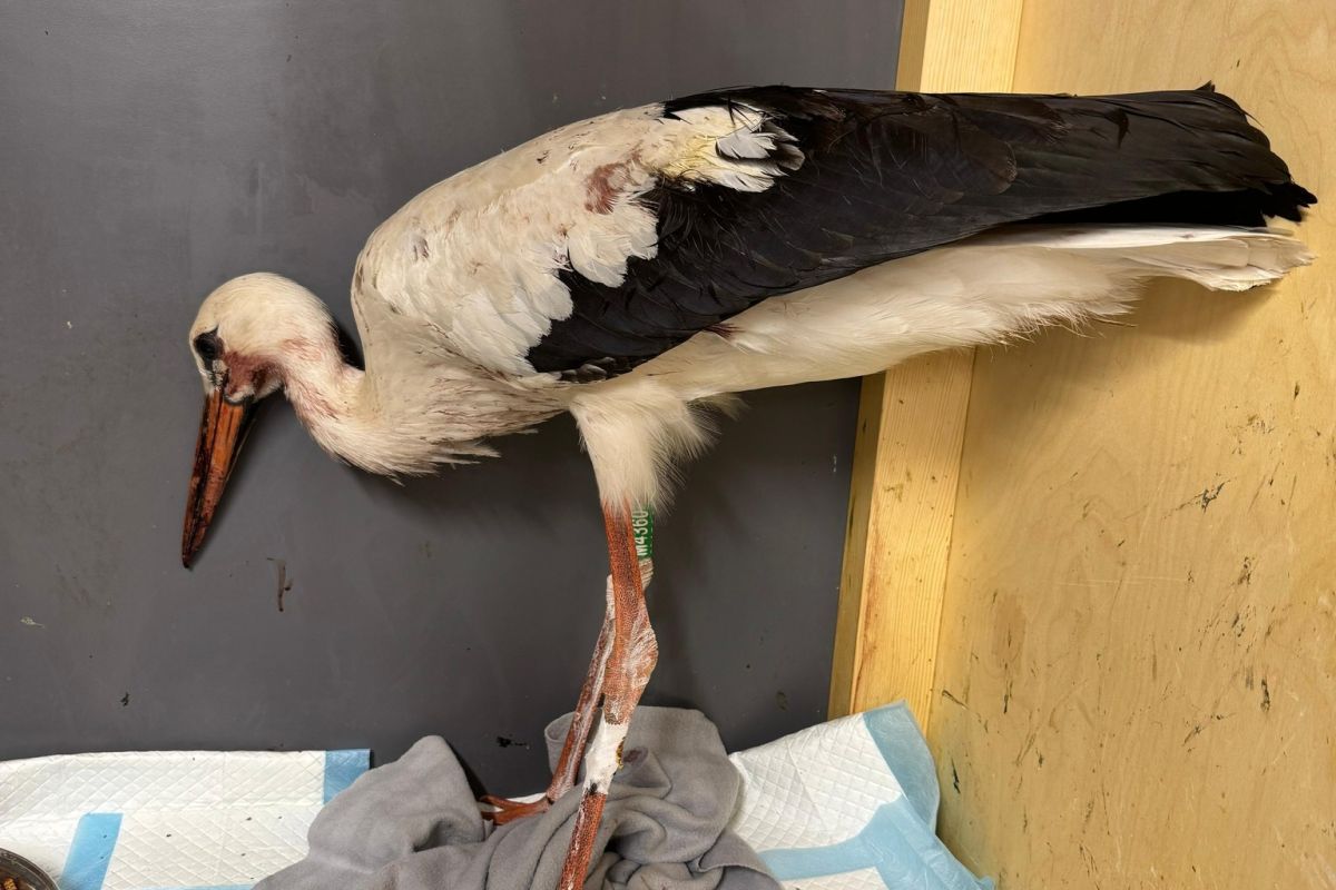 Pokazali postrzelonego bociana. "Pierwszy śrut przeszył skrzydło"