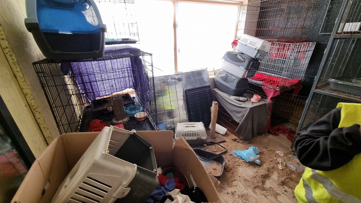 Zdjęcie z pierwszej interwencji w sprawie Toruńskiej Kociej Straży
