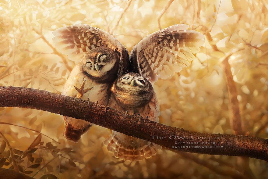 Cudowne życie sów uchwycone na fotografiach Sasi Smith 3