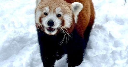 Zoo przekazało zaskakujące wieści. "Zaginęła"