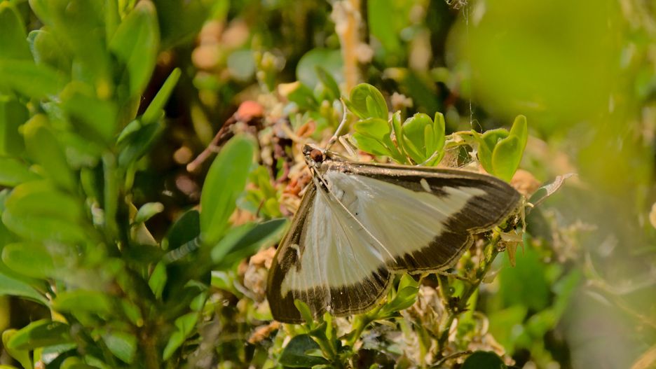 moth, box, tree, buxus, cydalima, wings, wing, white, species, sitting, selective, plant, pest, perspectalis, nature, invasive, insect, green, focus, environment, eating, brown