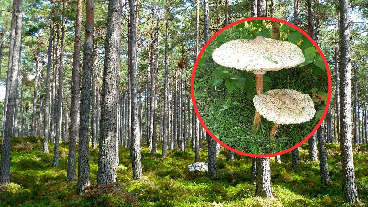 Kanie czubajki już pojawiły się w lasach