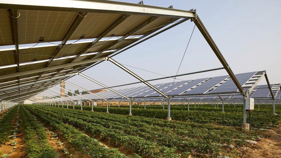 Agrofotowoltaika rośnie w siłę. Największa w Europie farma fotowoltaiczna 1