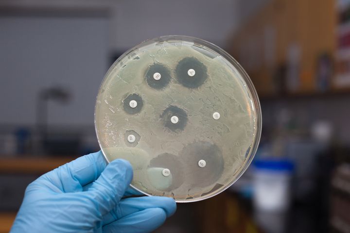 Młodzi naukowcy pracują nad lekiem, który zastąpi antybiotyki