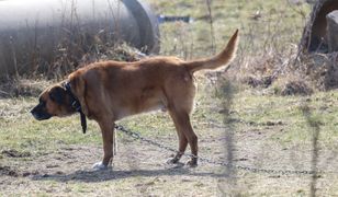 Polacy oczekują zmian. Zapytaliśmy o sytuację zwierząt