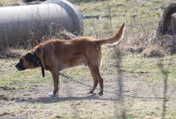Polacy oczekują zmian. Zapytaliśmy o sytuację zwierząt