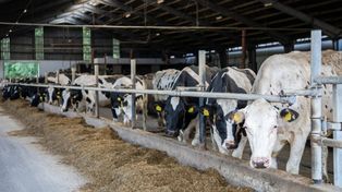 Wirus niebieskiego języka „celowo wprowadzony”?! LIR żąda rekompensat