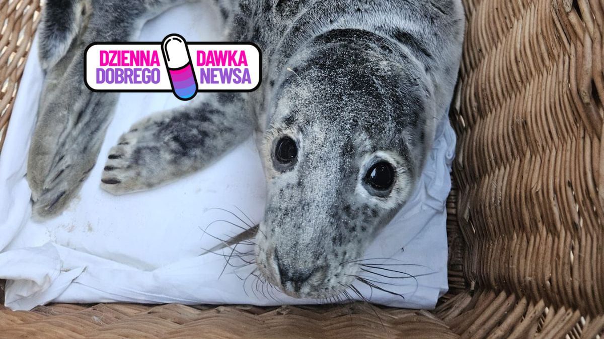 Do fokarium w Helu trafiła kolejna mała pacjentka