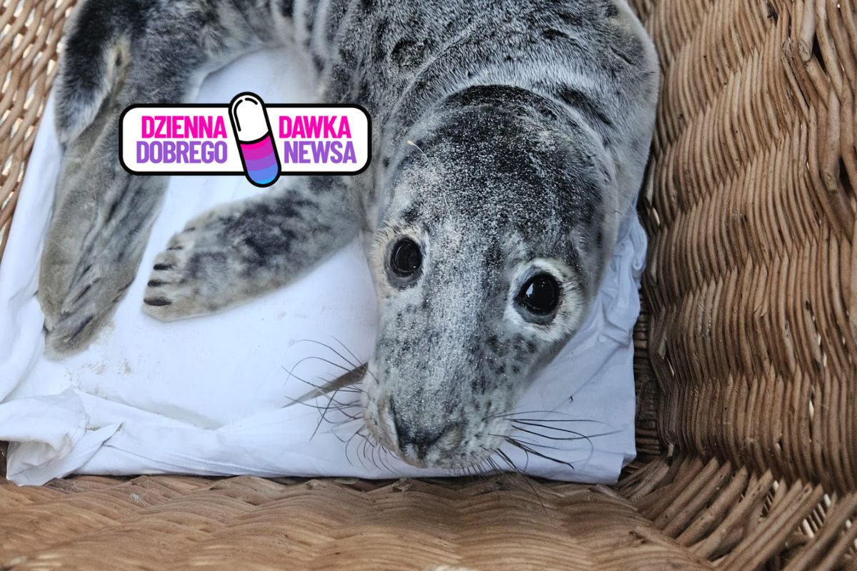 Pokazali sarenkę morską. Pierwsza w tym roku. Zachwyt nad Bałtykiem