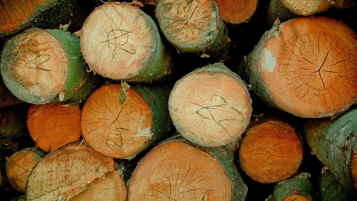 Zagraniczni pośrednicy zarabiają miliony na sprzedaży polskiego drewna.