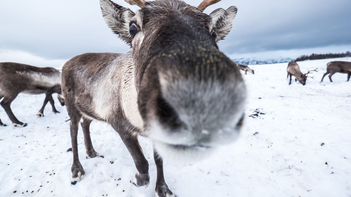 Ich nosy działają jak grzejniki