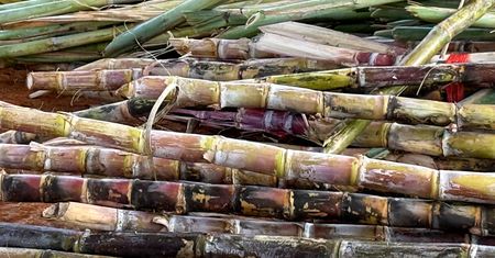 Trzcina cukrowa – naturalna słodycz, która niekoniecznie zasługuje na aureolę
