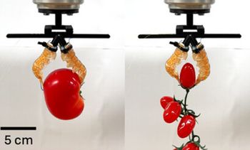 Z kuchni do laboratorium. Szwajcarzy zbudowali robota z odpadków