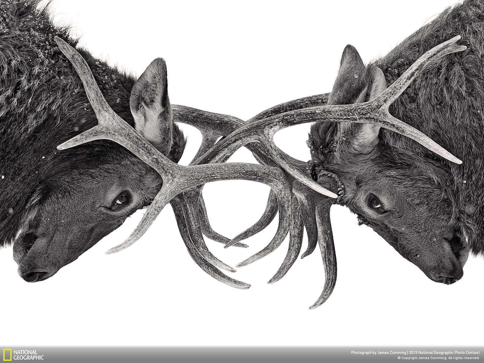 Zachwycają przyroda, czyli najlepsze zgłoszenia National Geographic Photo Contest 2015 16