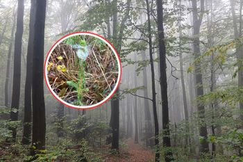 Biała "wata" na drzewach. Co to takiego? Leśnicy uspokajają