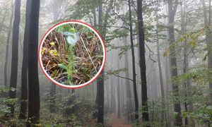 Biała "wata" na drzewach. Co to takiego? Leśnicy uspokajają