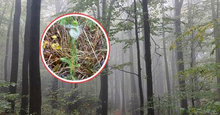 Biała "wata" na drzewach. Co to takiego? Leśnicy uspokajają