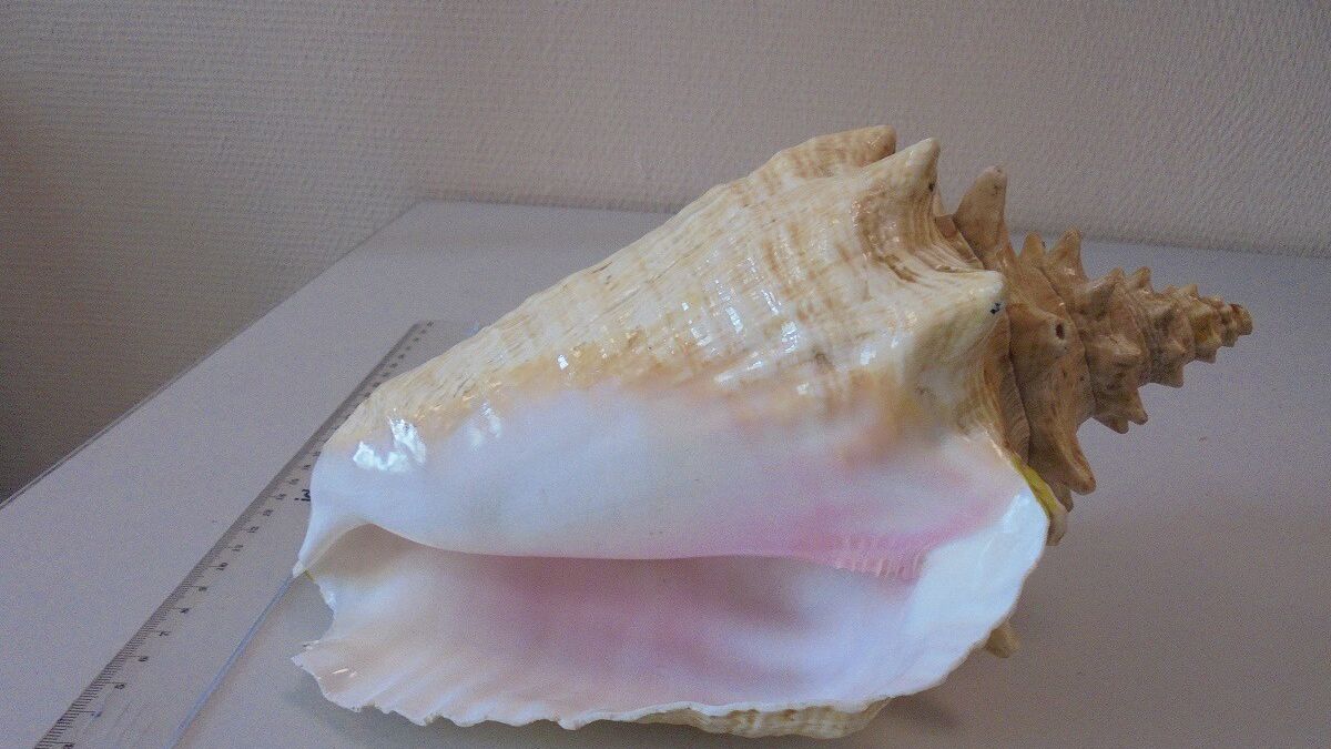 muszla