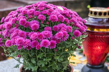 Głuszyca: Ukradli kilkadziesiąt doniczkowych chryzantem. Są już w rękach policji