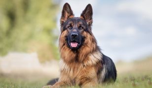 Poszła do fryzjera do psów. Potem stało się coś niespodziewanego