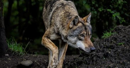 "Mrozi krew w żyłach". Wilki podchodzą pod domy we wsi Kaleń