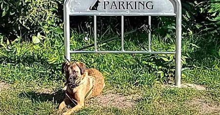 Zniknął absurdalny parking dla psów na osiedlu w Poznaniu