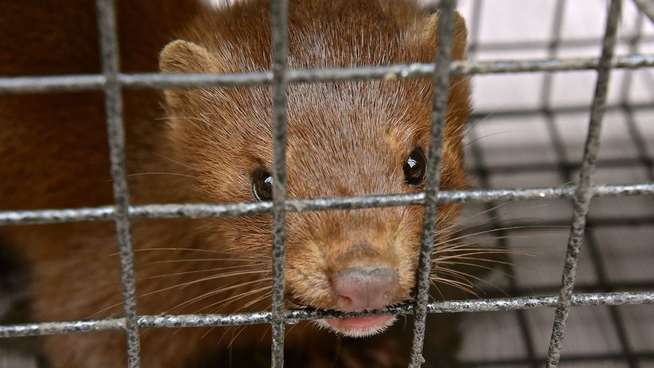 Zakaz hodowli na futro pod lupą. Obrońcy praw zwierząt są &#34;za&#34;, sektor rolniczy wskazuje na skutki zmiany przepisów.