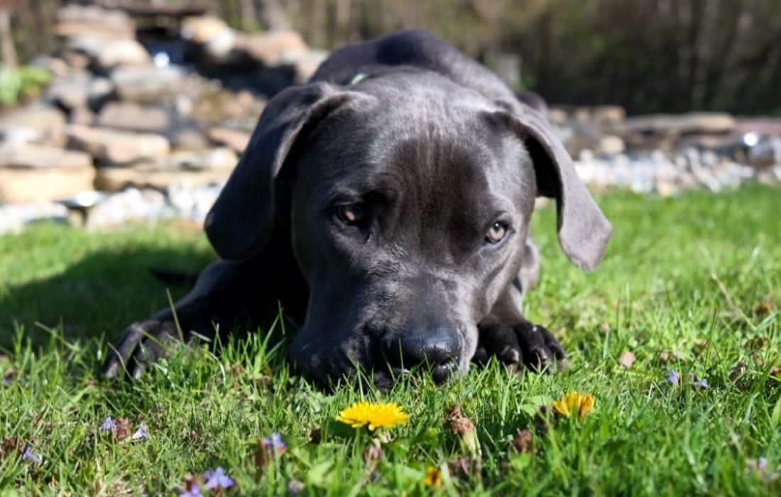 Miał być małym pit bull terrierem. Dziś mają w domu "hipopotama"